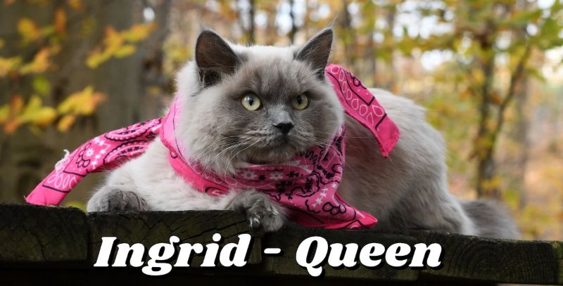 Cat Name: Ingrid