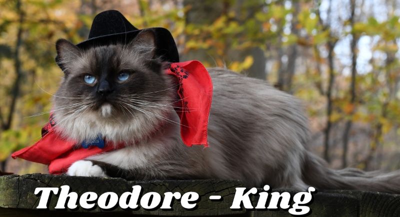 Cat Name: Theodore