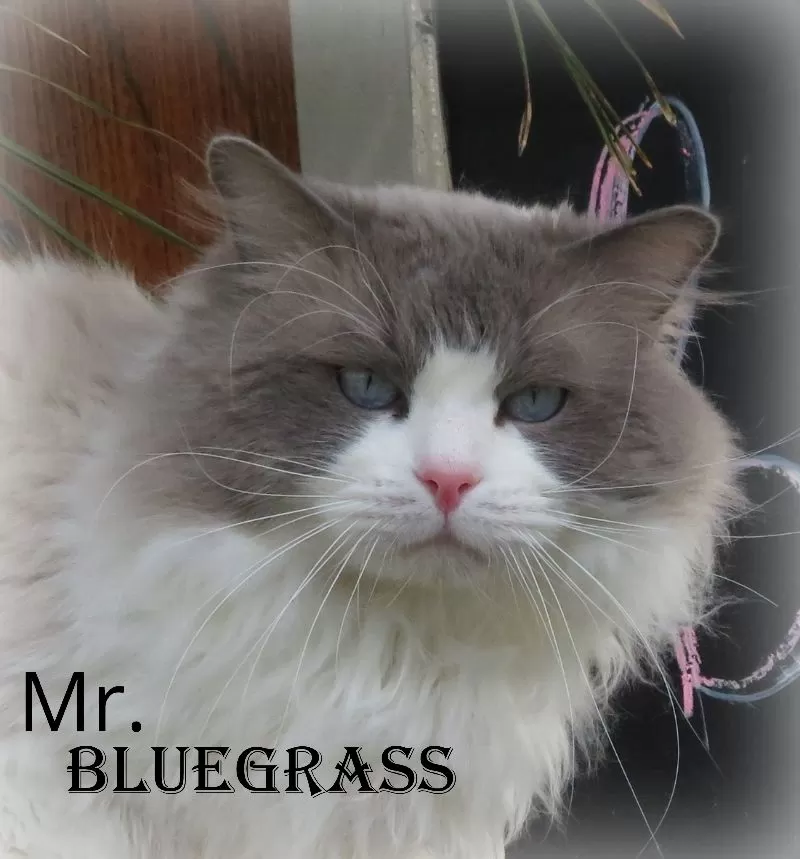 Cat Name: Mr. Bluegrass