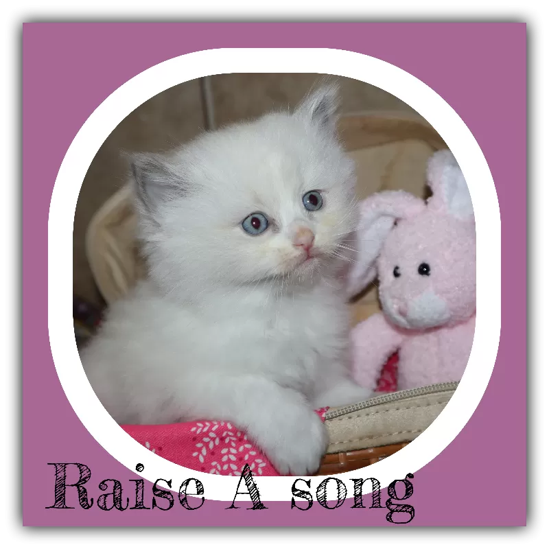 Cat Name: Raise A Song  reserved by John Zone