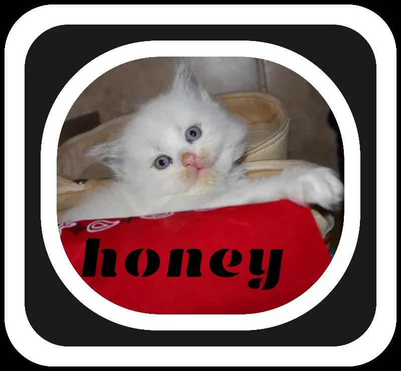 Honey in the Rock reserved by Jackie