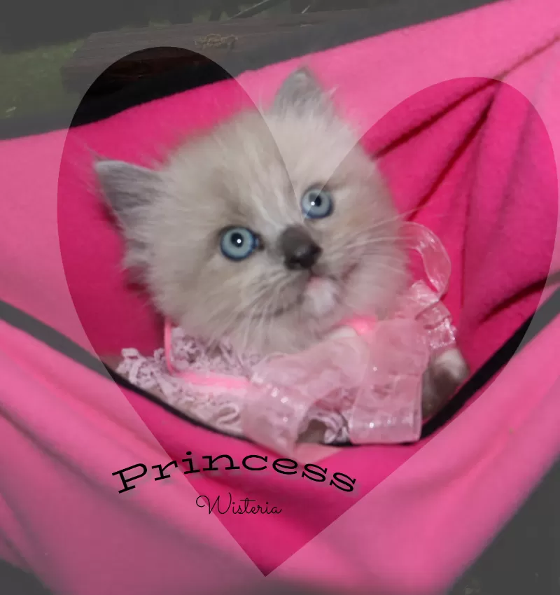 Cat Name: Princess Wisteria reserved by Tom Romeo