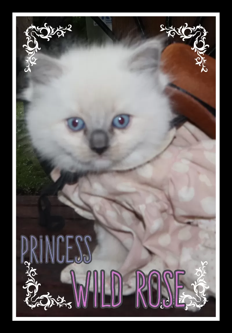 Princess Wild Rose reserved by Vickie