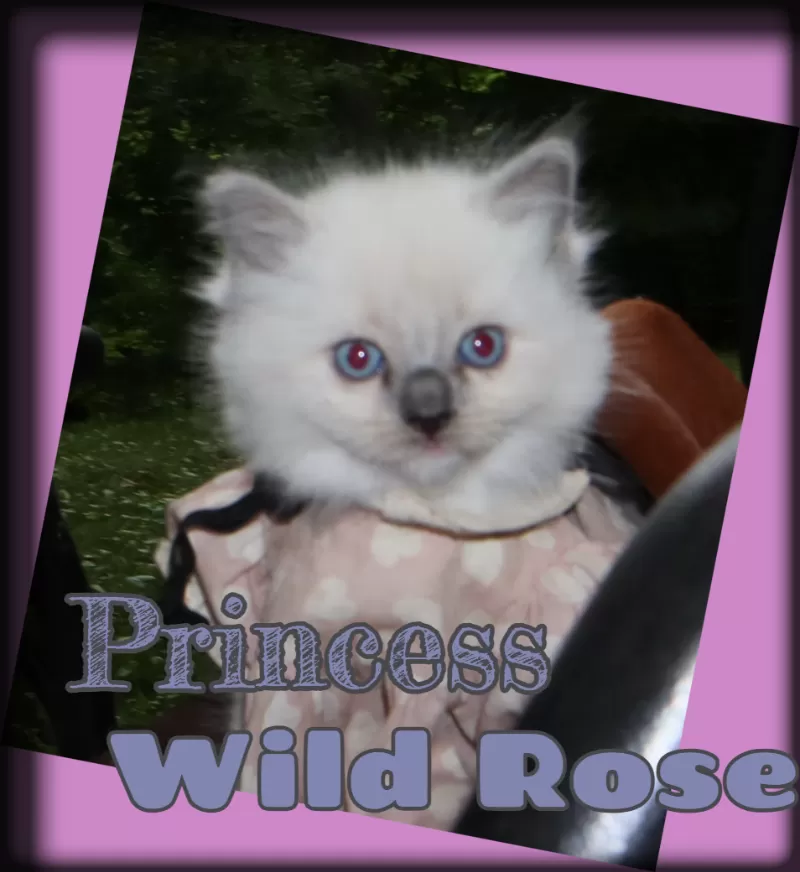 Princess Wild Rose reserved by Vickie