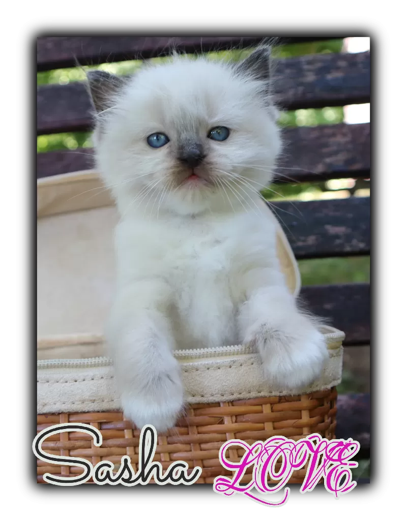 Cat Name: Sasha Love reserved by Anthony
