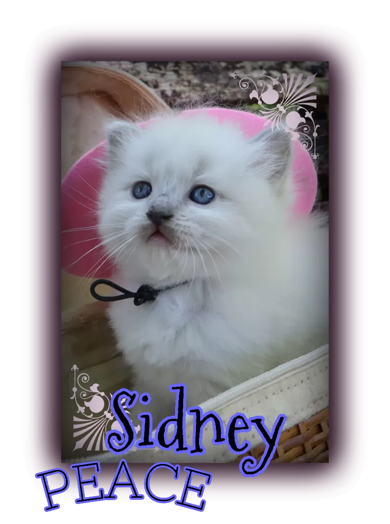 Cat Name: Sidney Peace