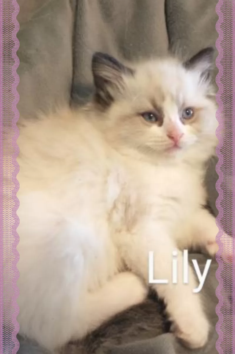 Cat Name: Lily