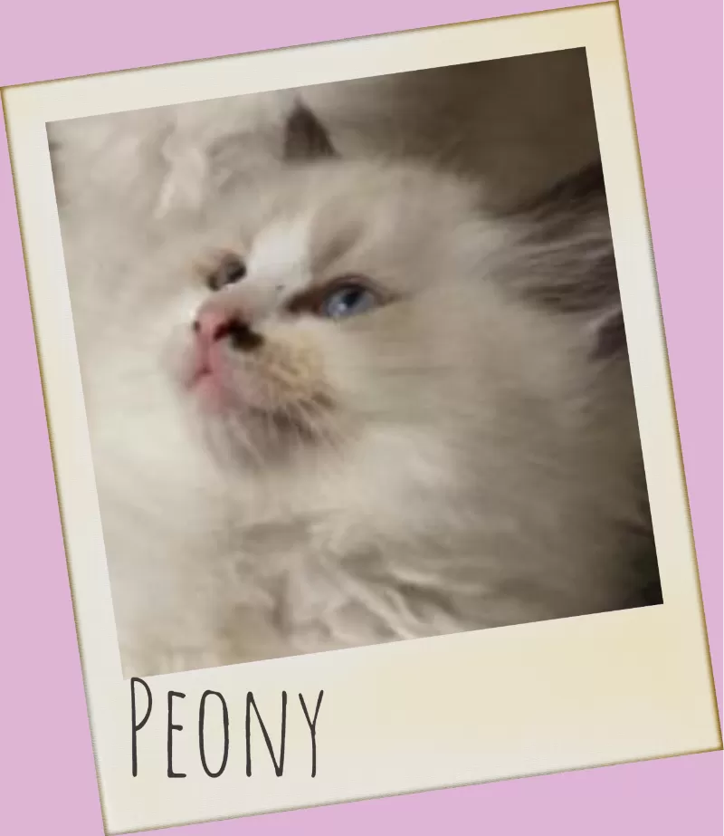Cat Name: Peony