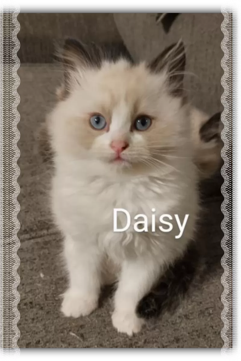 Cat Name: Daisy