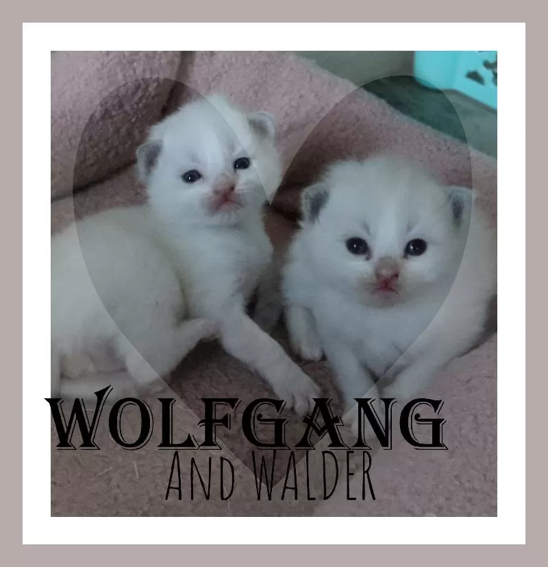 Cat Name: Three very handsome boys! Wolfgang ,Wilbur, and Waldo!