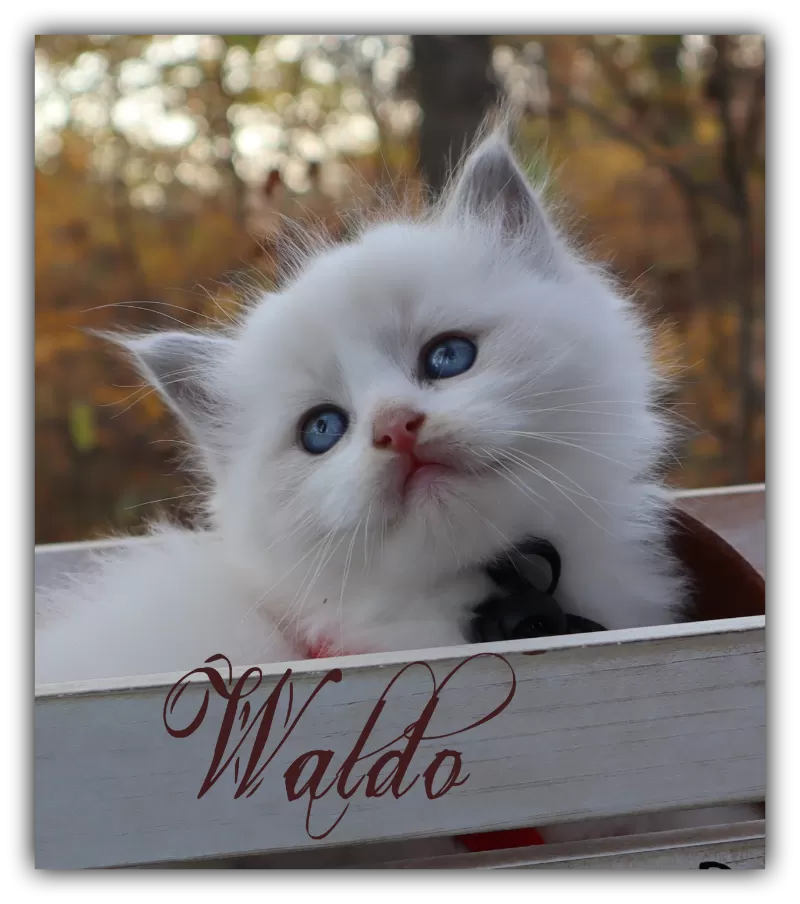 Waldo