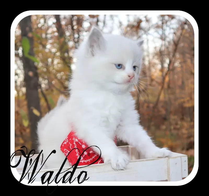 Waldo