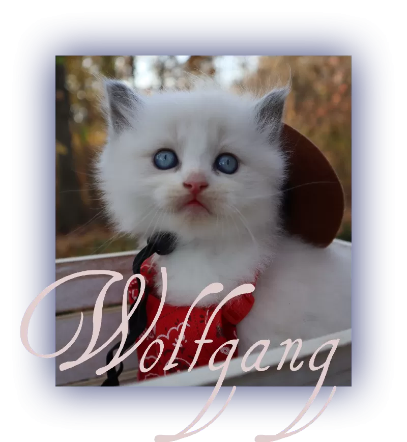 Wolfgang