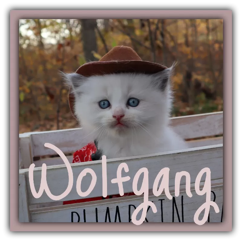 Wolfgang