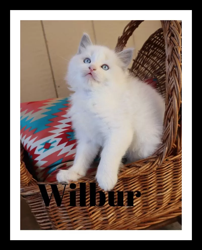 Cat Name: Wilbur