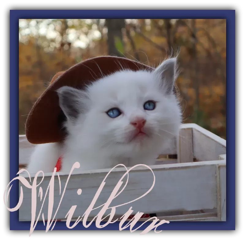 Wilbur