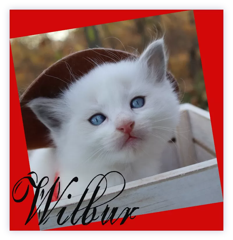 Wilbur