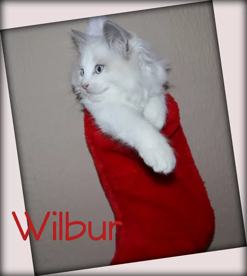 Wilbur   reserved by Resch family