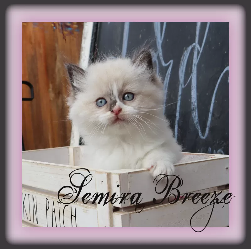 Cat Name: Semira Breeze