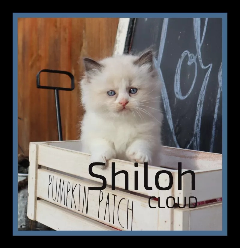 Shiloh cloud