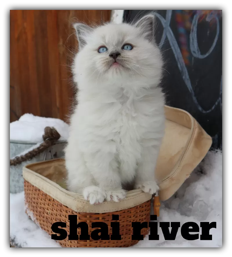 Cat Name: Shai River