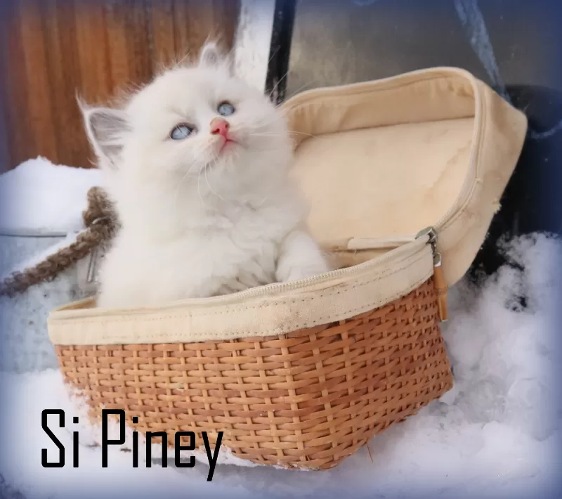 Cat Name: Si Piney