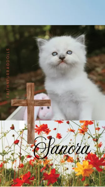 Cat Name: Sanora