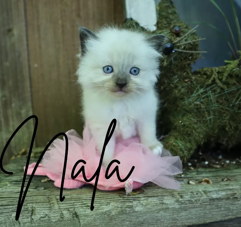 Cat Name: Nala