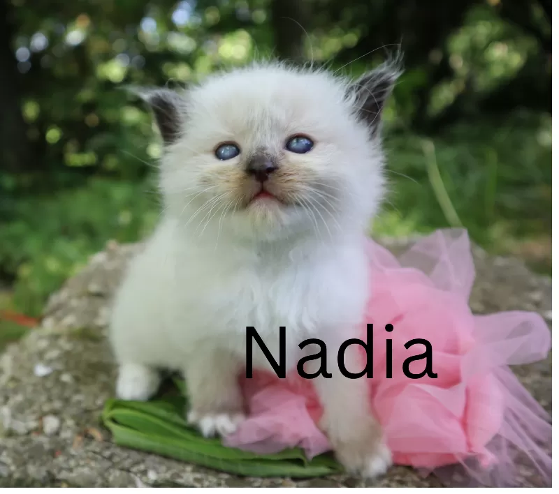 Cat Name: Nadia