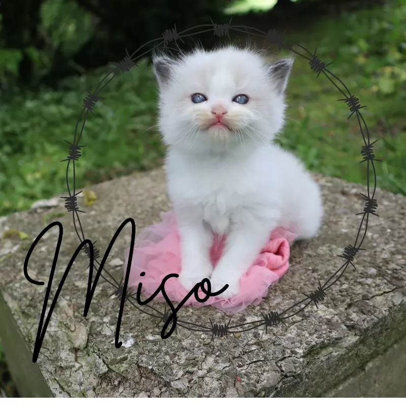 Cat Name: Miso