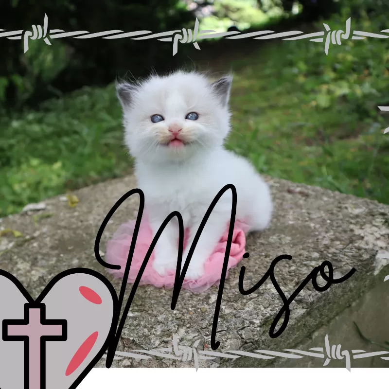 Miso