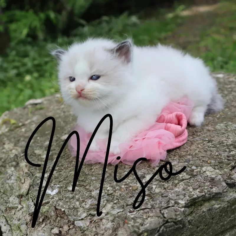 Miso