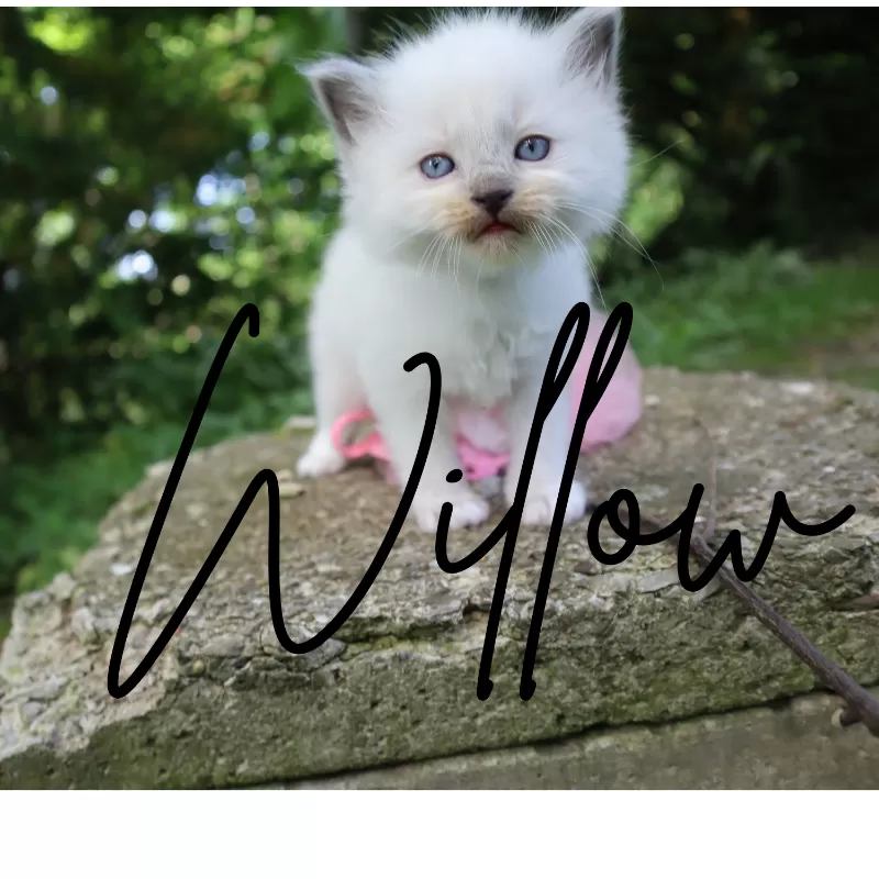 Cat Name: Willow