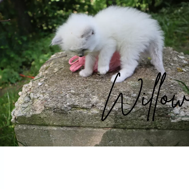 Willow