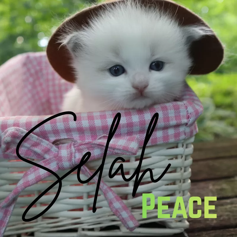 Cat Name: Selah Peace